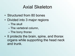 Axial Skeleton Structured from 80 bones  Divided into 3 major regions The skull The vertebral column,  The bony thorax It protects the brain, spine, and thorax organs while supporting the head neck and trunk. 