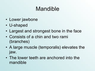 Mandible Lower jawbone U-shaped Largest and strongest bone in the face Consists of a chin and two rami (branches) A large muscle (temporalis) elevates the jaw. The lower teeth are anchored into the mandible 