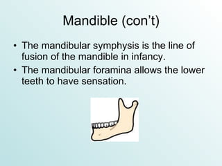 Mandible (con’t) The mandibular symphysis is the line of fusion of the mandible in infancy. The mandibular foramina allows the lower teeth to have sensation. 