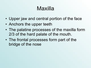 Maxilla Upper jaw and central portion of the face Anchors the upper teeth The palatine processes of the maxilla form 2/3 of the hard palate of the mouth. The frontal processes form part of the bridge of the nose 