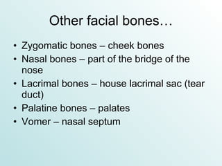 Other facial bones… Zygomatic bones – cheek bones Nasal bones – part of the bridge of the nose Lacrimal bones – house lacrimal sac (tear duct) Palatine bones – palates Vomer – nasal septum 