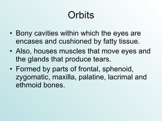 Orbits Bony cavities within which the eyes are encases and cushioned by fatty tissue. Also, houses muscles that move eyes and the glands that produce tears. Formed by parts of frontal, sphenoid, zygomatic, maxilla, palatine, lacrimal and ethmoid bones. 