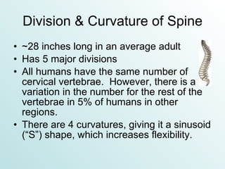 Division & Curvature of Spine ~28 inches long in an average adult Has 5 major divisions All humans have the same number of cervical vertebrae.  However, there is a variation in the number for the rest of the vertebrae in 5% of humans in other regions. There are 4 curvatures, giving it a sinusoid (“S”) shape, which increases flexibility. 