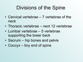 Divisions of the Spine  Cervical vertebrae – 7 vertebrae of the neck Thoracic vertebrae – next 12 vertebrae Lumbar vertebrae – 5 vertebrae supporting the lower back Sacrum – hip bones and pelvis Coccyx – tiny end of spine 