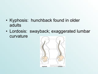 Kyphosis:  hunchback found in older adults Lordosis:  swayback; exaggerated lumbar curvature 