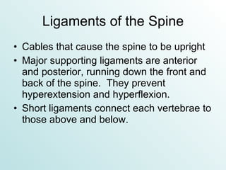 Ligaments of the Spine Cables that cause the spine to be upright Major supporting ligaments are anterior and posterior, running down the front and back of the spine.  They prevent hyperextension and hyperflexion. Short ligaments connect each vertebrae to those above and below. 