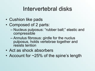 Intervertebral disks Cushion like pads Composed of 2 parts: Nucleus pulposus: “rubber ball;” elastic and compressible Annulus fibrosus: girdle for the nuclus pulposus, holds vertebrae together and resists tention Act as shock absorbers Account for ~25% of the spine’s length 