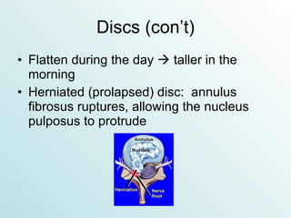 Discs (con’t) Flatten during the day    taller in the morning Herniated (prolapsed) disc:  annulus fibrosus ruptures, allowing the nucleus pulposus to protrude 
