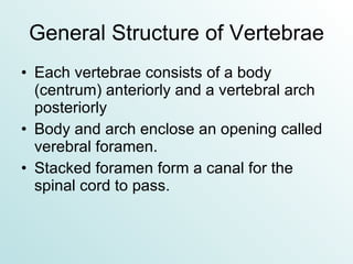 General Structure of Vertebrae Each vertebrae consists of a body (centrum) anteriorly and a vertebral arch posteriorly Body and arch enclose an opening called verebral foramen. Stacked foramen form a canal for the spinal cord to pass. 