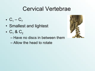 Cervical Vertebrae  C 1  – C 7 Smallest and lightest C 1  & C 2 Have no discs in between them Allow the head to rotate 
