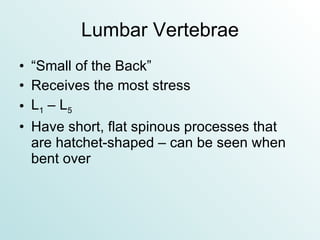 Lumbar Vertebrae “ Small of the Back” Receives the most stress L 1  – L 5 Have short, flat spinous processes that are hatchet-shaped – can be seen when bent over 