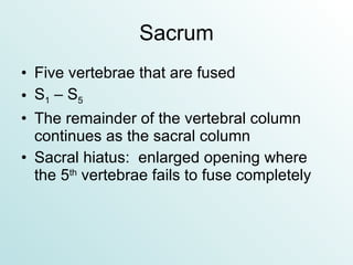 Sacrum Five vertebrae that are fused S 1  – S 5 The remainder of the vertebral column continues as the sacral column Sacral hiatus:  enlarged opening where the 5 th  vertebrae fails to fuse completely 