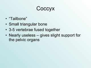 Coccyx “Tailbone” Small triangular bone 3-5 vertebrae fused together Nearly useless – gives slight support for the pelvic organs 