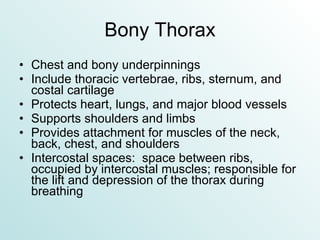 Bony Thorax Chest and bony underpinnings Include thoracic vertebrae, ribs, sternum, and costal cartilage Protects heart, lungs, and major blood vessels Supports shoulders and limbs Provides attachment for muscles of the neck, back, chest, and shoulders Intercostal spaces:  space between ribs, occupied by intercostal muscles; responsible for the lift and depression of the thorax during breathing 