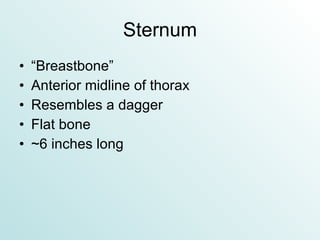 Sternum “Breastbone” Anterior midline of thorax Resembles a dagger Flat bone ~6 inches long 
