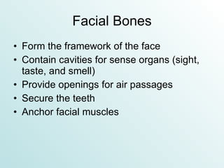 Facial Bones Form the framework of the face Contain cavities for sense organs (sight, taste, and smell) Provide openings for air passages Secure the teeth Anchor facial muscles 