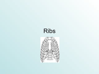 Ribs 