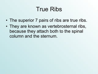 True Ribs The superior 7 pairs of ribs are true ribs. They are known as vertebrosternal ribs, because they attach both to the spinal column and the sternum. 
