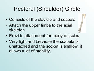 Pectoral (Shoulder) Girdle Consists of the clavicle and scapula Attach the upper limbs to the axial skeleton Provide attachment for many muscles Very light and because the scapula is unattached and the socket is shallow, it allows a lot of mobility. 
