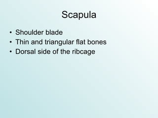 Scapula Shoulder blade Thin and triangular flat bones Dorsal side of the ribcage 