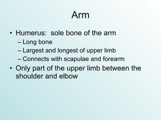 Arm Humerus:  sole bone of the arm Long bone Largest and longest of upper limb Connects with scapulae and forearm Only part of the upper limb between the shoulder and elbow 