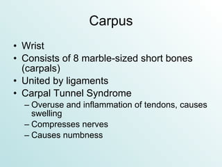 Carpus Wrist Consists of 8 marble-sized short bones (carpals) United by ligaments Carpal Tunnel Syndrome Overuse and inflammation of tendons, causes swelling Compresses nerves Causes numbness 