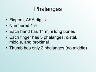 Phalanges Fingers, AKA digits Numbered 1-5 Each hand has 14 mini long bones Each finger has 3 phalanges: distal, middle, and proximal Thumb has only 2 phalanges (no middle) 