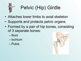 Pelvic (Hip) Girdle Attaches lower limbs to axial skeleton Supports and protects pelvic organs Formed by a pair of hip bones, consisting of 3 separate bones: Ilium Ischium Pubis 