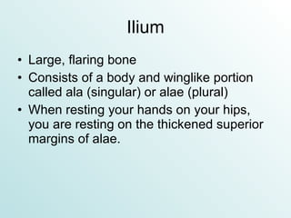 Ilium Large, flaring bone Consists of a body and winglike portion called ala (singular) or alae (plural) When resting your hands on your hips, you are resting on the thickened superior margins of alae. 
