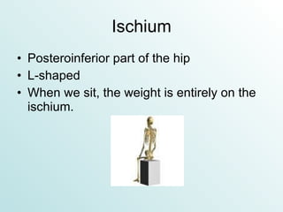 Ischium Posteroinferior part of the hip L-shaped When we sit, the weight is entirely on the ischium. 