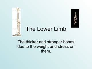 The Lower Limb The thicker and stronger bones due to the weight and stress on them. 