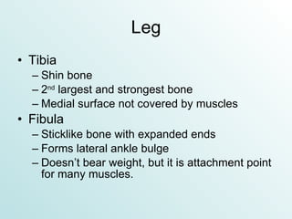 Leg Tibia Shin bone 2 nd  largest and strongest bone Medial surface not covered by muscles Fibula Sticklike bone with expanded ends Forms lateral ankle bulge Doesn’t bear weight, but it is attachment point for many muscles. 