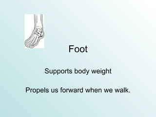 Foot Supports body weight Propels us forward when we walk. 