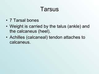 Tarsus 7 Tarsal bones Weight is carried by the talus (ankle) and the calcaneus (heel). Achilles (calcaneal) tendon attaches to calcaneus. 