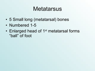 Metatarsus 5 Small long (metatarsal) bones Numbered 1-5 Enlarged head of 1 st  metatarsal forms “ball” of foot 