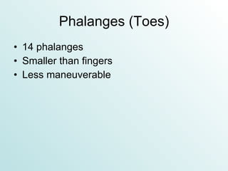 Phalanges (Toes) 14 phalanges Smaller than fingers Less maneuverable 