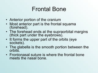 Frontal Bone Anterior portion of the cranium Most anterior part is the frontal squama (forehead). The forehead ends at the supraorbital margins (thick part under the eyebrows). It forms the upper part of the orbits (eye sockets). The glabella is the smooth portion between the orbits. Frontonasal suture is where the frontal bone meets the nasal bone. 
