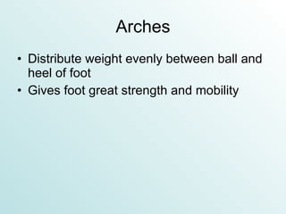 Arches Distribute weight evenly between ball and heel of foot Gives foot great strength and mobility 