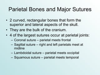 Parietal Bones and Major Sutures 2 curved, rectangular bones that form the superior and lateral aspects of the skull. They are the bulk of the cranium. 4 of the largest sutures occur at parietal joints: Coronal suture – parietal meets frontal  Sagittal suture – right and left parietals meet at midline Lambdoidal suture – parietal meets occipital Squamous suture – parietal meets temporal 