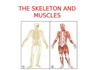 THE SKELETON AND
MUSCLES
 