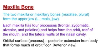 THE SKELETON SYSTEM ANATOMY AND PHYSIOLOGY SLIDESHARE | PPTX