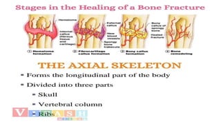 • Vertebral Column
•
• Cervical vertebrae (7)
• Thoracic vertebrae (12)
• Lumbar vertebrae (5)
• Sacrum (1)
• Coccyx (1)
 