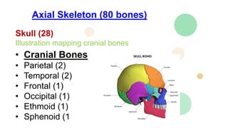 • Appendicular Skeleton (126 bones)
•
• Illustration mapping the bones of the pectoral girdles
• Pectoral girdles
•
• Clav...