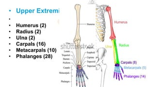 THE SKELETON SYSTEM ANATOMY AND PHYSIOLOGY SLIDESHARE 