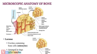 Axial Skeleton (80 bones)
Skull (28)
Illustration mapping cranial bones
• Cranial Bones
• Parietal (2)
• Temporal (2)
• Fr...