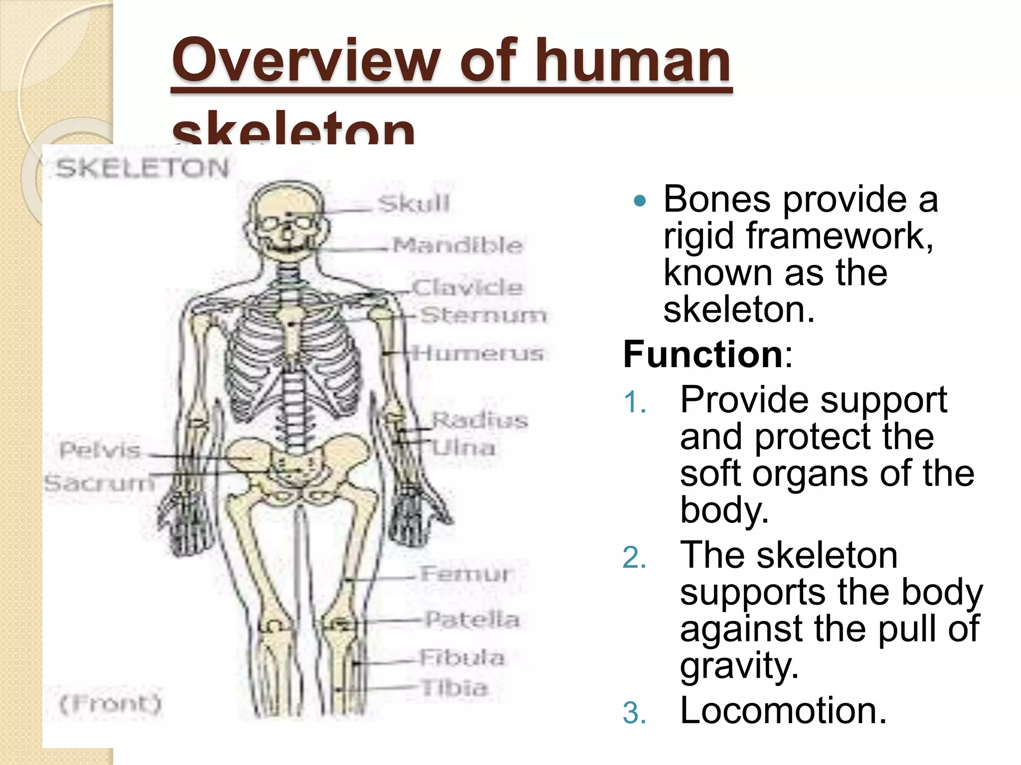 Overview of human
skeleton
 Bones provide a
rigid framework,
known as the
skeleton.
Function:
1. Provide support
and protect the
soft organs of the
body.
2. The skeleton
supports the body
against the pull of
gravity.
3. Locomotion.
 