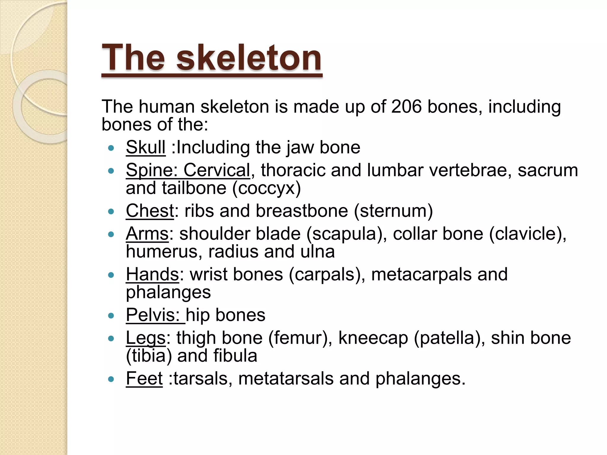 The skeleton
The human skeleton is made up of 206 bones, including
bones of the:
 Skull :Including the jaw bone
 Spine: Cervical, thoracic and lumbar vertebrae, sacrum
and tailbone (coccyx)
 Chest: ribs and breastbone (sternum)
 Arms: shoulder blade (scapula), collar bone (clavicle),
humerus, radius and ulna
 Hands: wrist bones (carpals), metacarpals and
phalanges
 Pelvis: hip bones
 Legs: thigh bone (femur), kneecap (patella), shin bone
(tibia) and fibula
 Feet :tarsals, metatarsals and phalanges.
 
