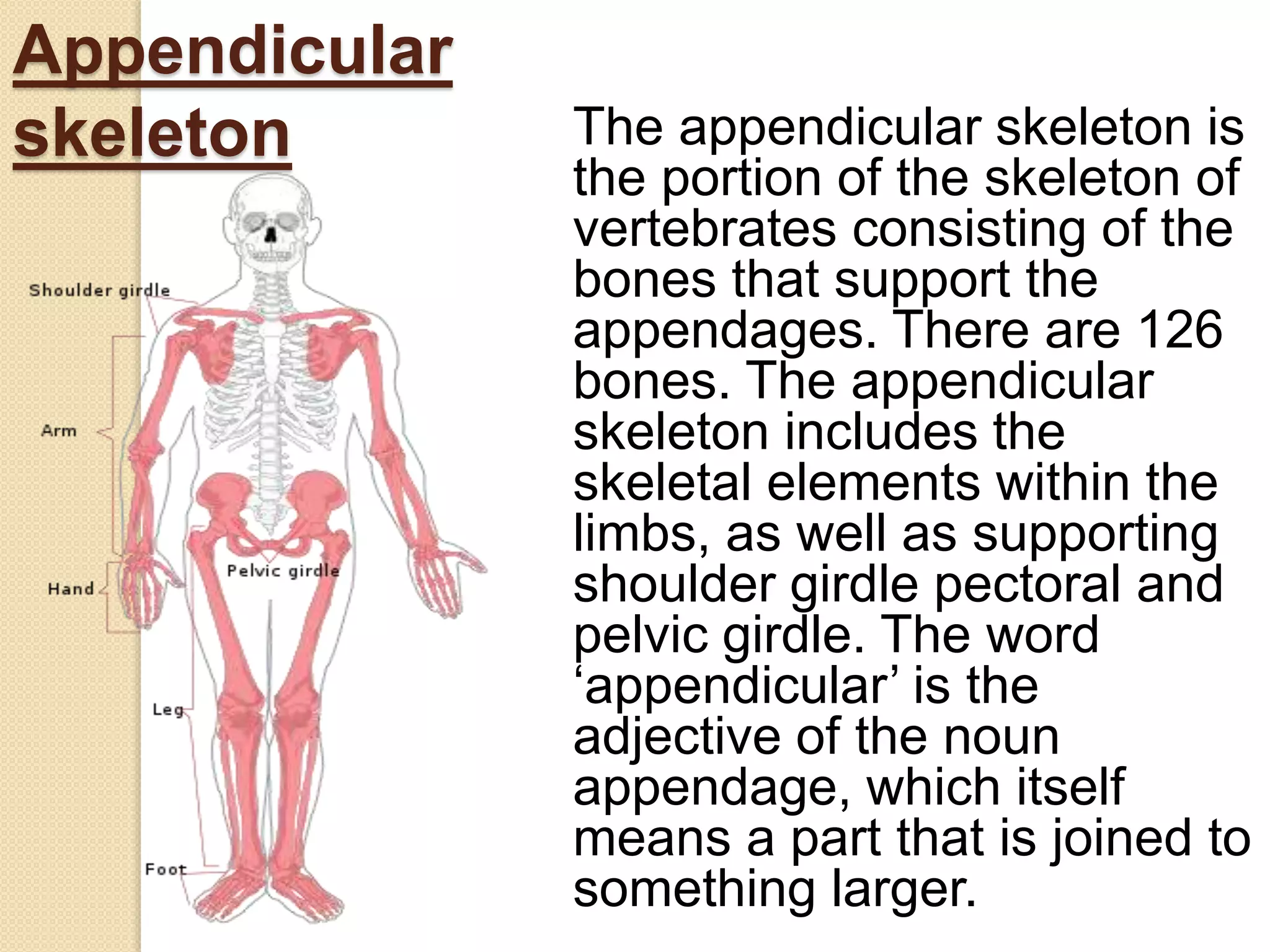 Appendicular
skeleton The appendicular skeleton is
the portion of the skeleton of
vertebrates consisting of the
bones that support the
appendages. There are 126
bones. The appendicular
skeleton includes the
skeletal elements within the
limbs, as well as supporting
shoulder girdle pectoral and
pelvic girdle. The word
‘appendicular’ is the
adjective of the noun
appendage, which itself
means a part that is joined to
something larger.
 