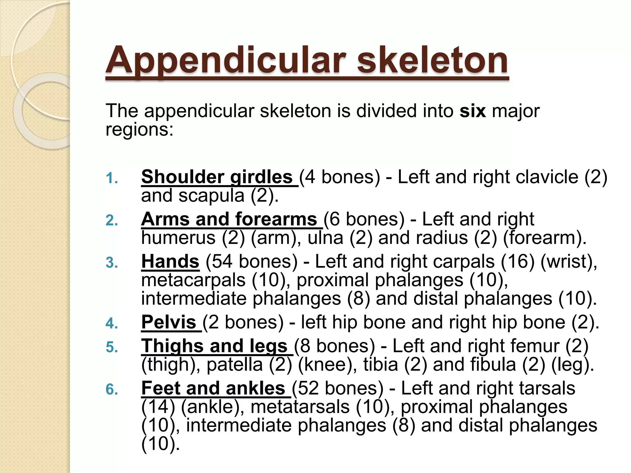 Appendicular skeleton
The appendicular skeleton is divided into six major
regions:
1. Shoulder girdles (4 bones) - Left and right clavicle (2)
and scapula (2).
2. Arms and forearms (6 bones) - Left and right
humerus (2) (arm), ulna (2) and radius (2) (forearm).
3. Hands (54 bones) - Left and right carpals (16) (wrist),
metacarpals (10), proximal phalanges (10),
intermediate phalanges (8) and distal phalanges (10).
4. Pelvis (2 bones) - left hip bone and right hip bone (2).
5. Thighs and legs (8 bones) - Left and right femur (2)
(thigh), patella (2) (knee), tibia (2) and fibula (2) (leg).
6. Feet and ankles (52 bones) - Left and right tarsals
(14) (ankle), metatarsals (10), proximal phalanges
(10), intermediate phalanges (8) and distal phalanges
(10).
 