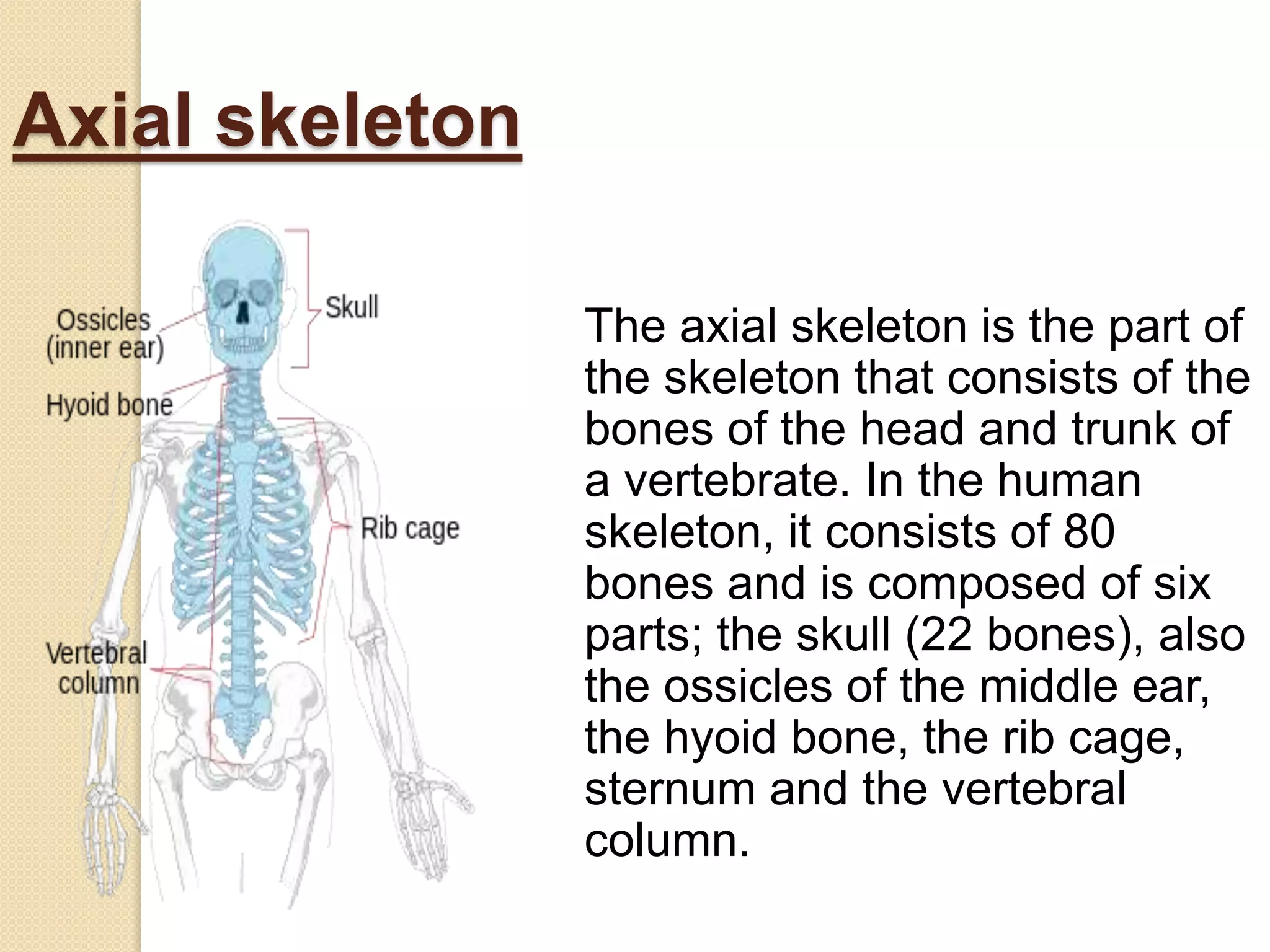 Axial skeleton
The axial skeleton is the part of
the skeleton that consists of the
bones of the head and trunk of
a vertebrate. In the human
skeleton, it consists of 80
bones and is composed of six
parts; the skull (22 bones), also
the ossicles of the middle ear,
the hyoid bone, the rib cage,
sternum and the vertebral
column.
 